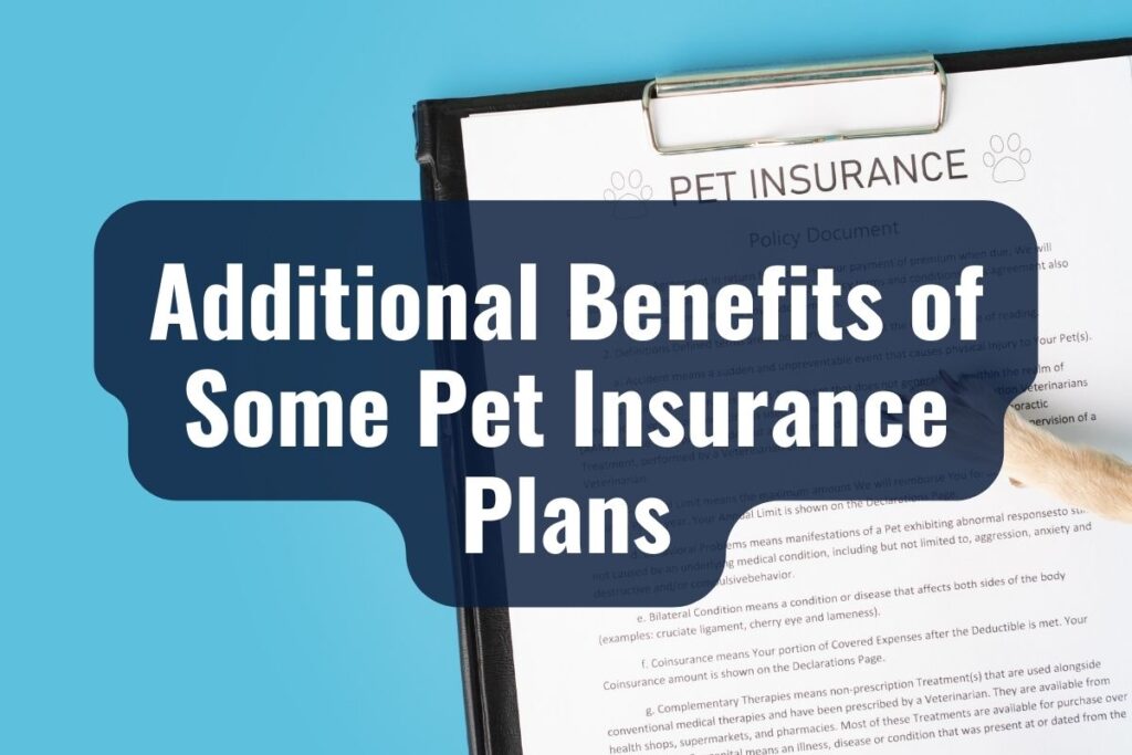 Additional Benefits of Some Pet Insurance Plans
