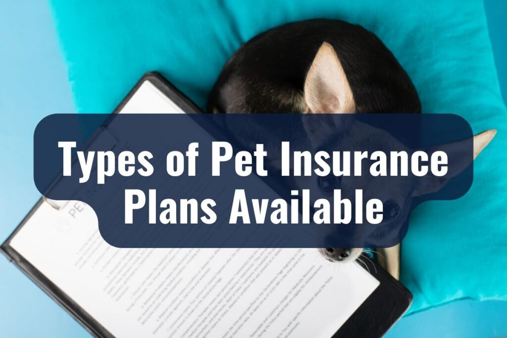 Types of Pet Insurance Plans Available